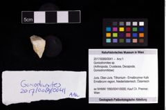 Foto (Objekt + Etikett) von Goniodromites sp.  (NHMW-GEO-2017-0089-0041)